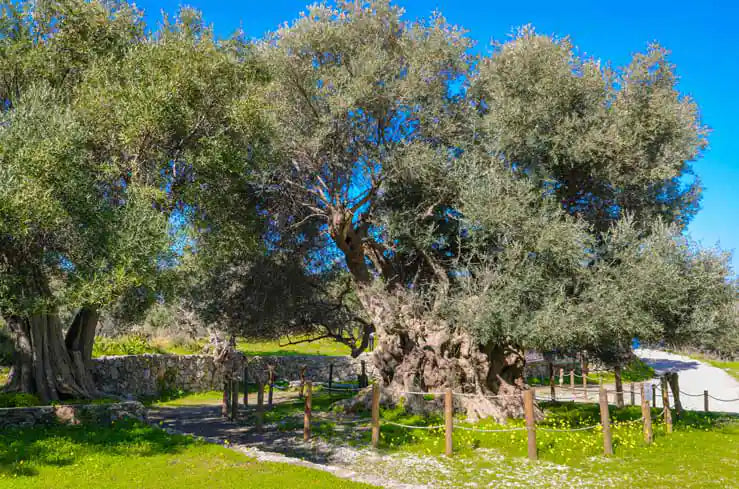 Oldest olive tree in Greece