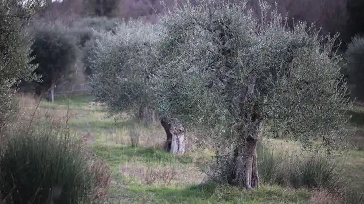 Jamailah olive trees in Seggiano Italy